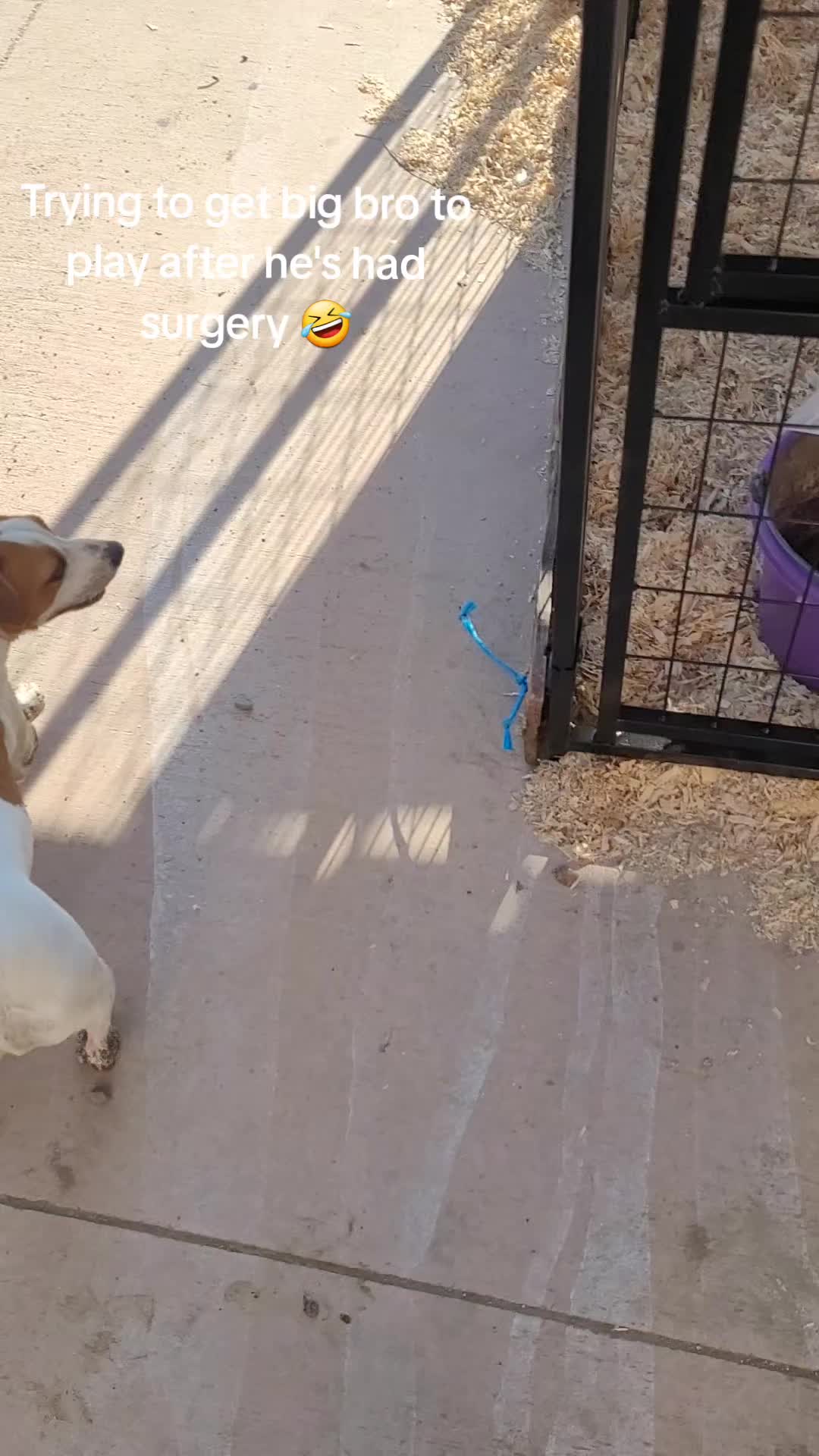 @VioletHorizonsFarm