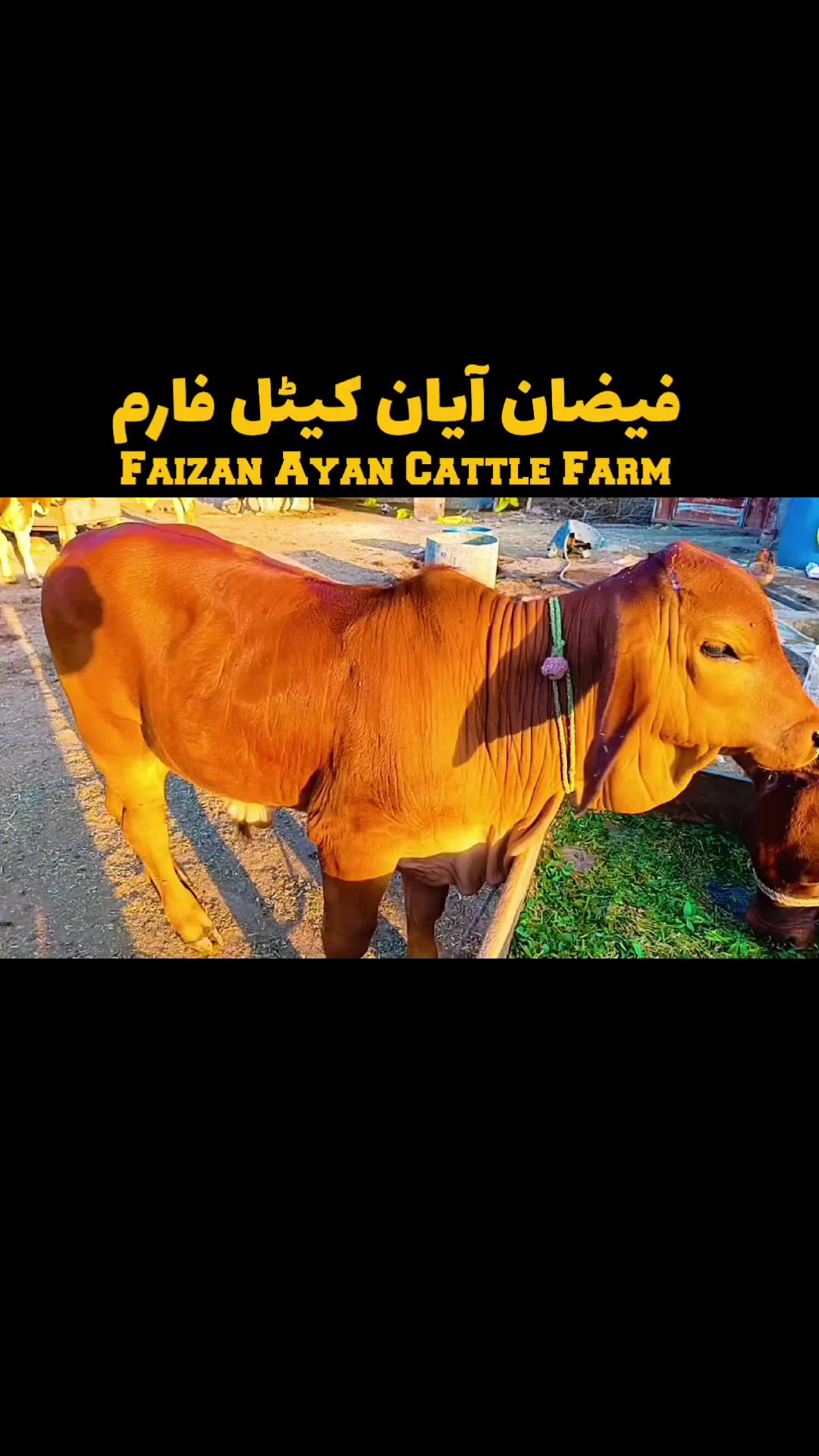 @Faizan Ayan