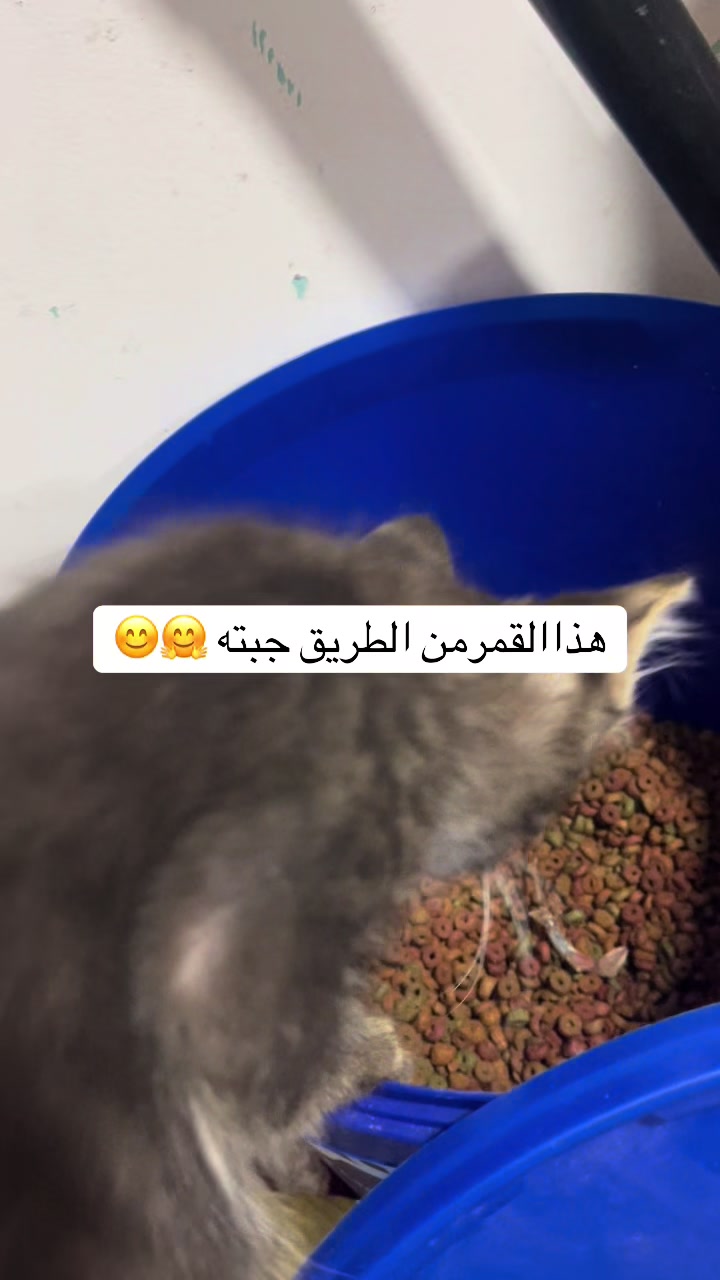 @ashkaltbiah