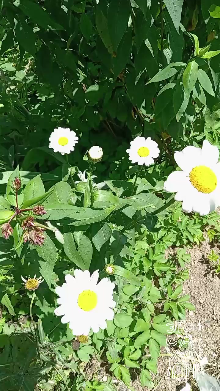 @Галочка