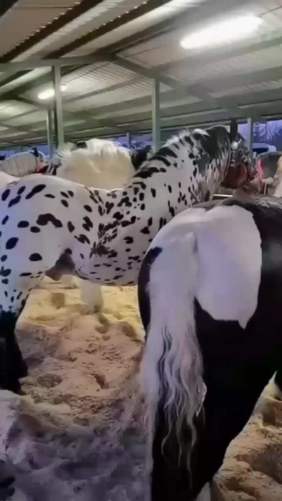 @haras amorim