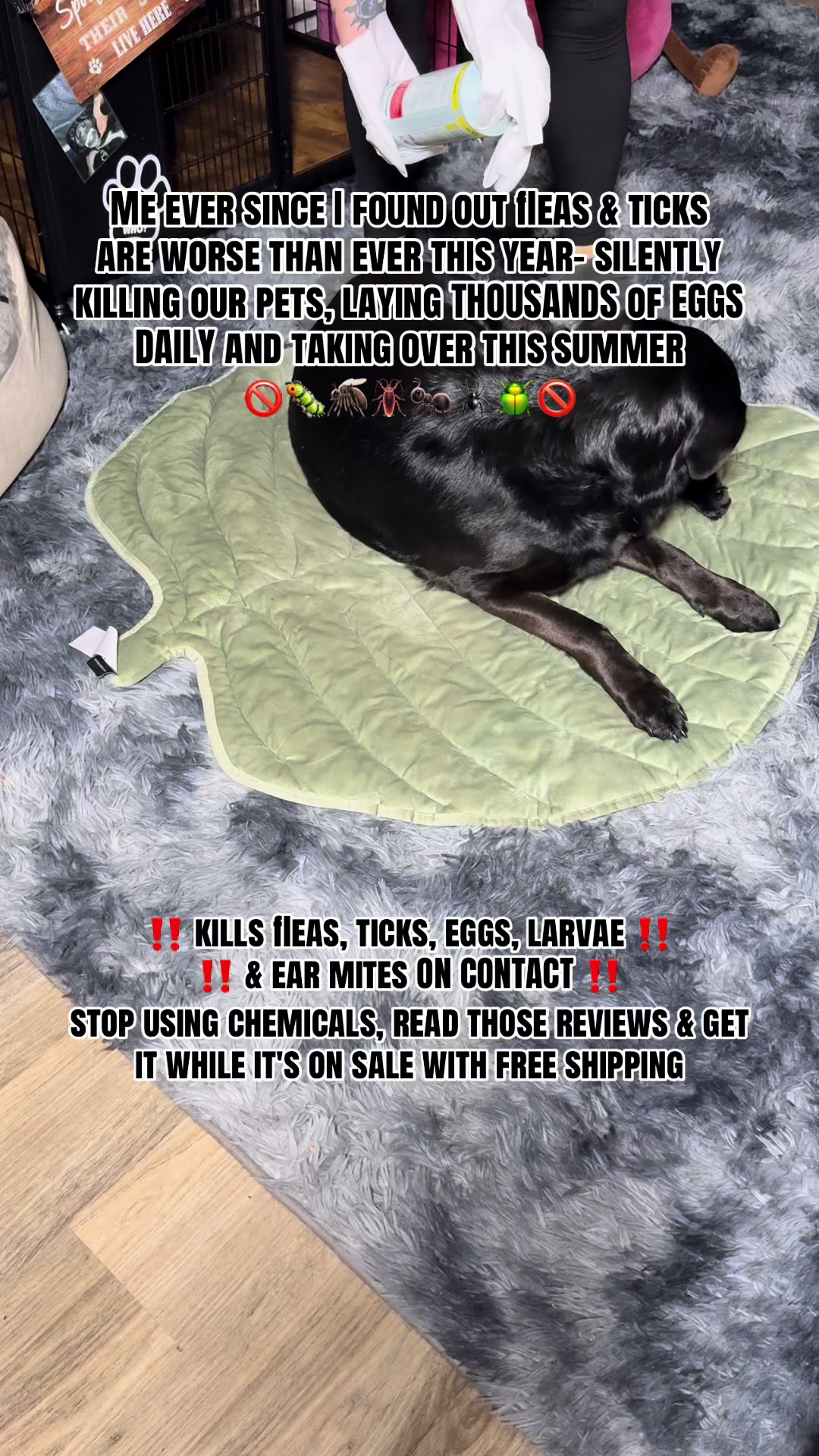 @kai•thedogmother🐾