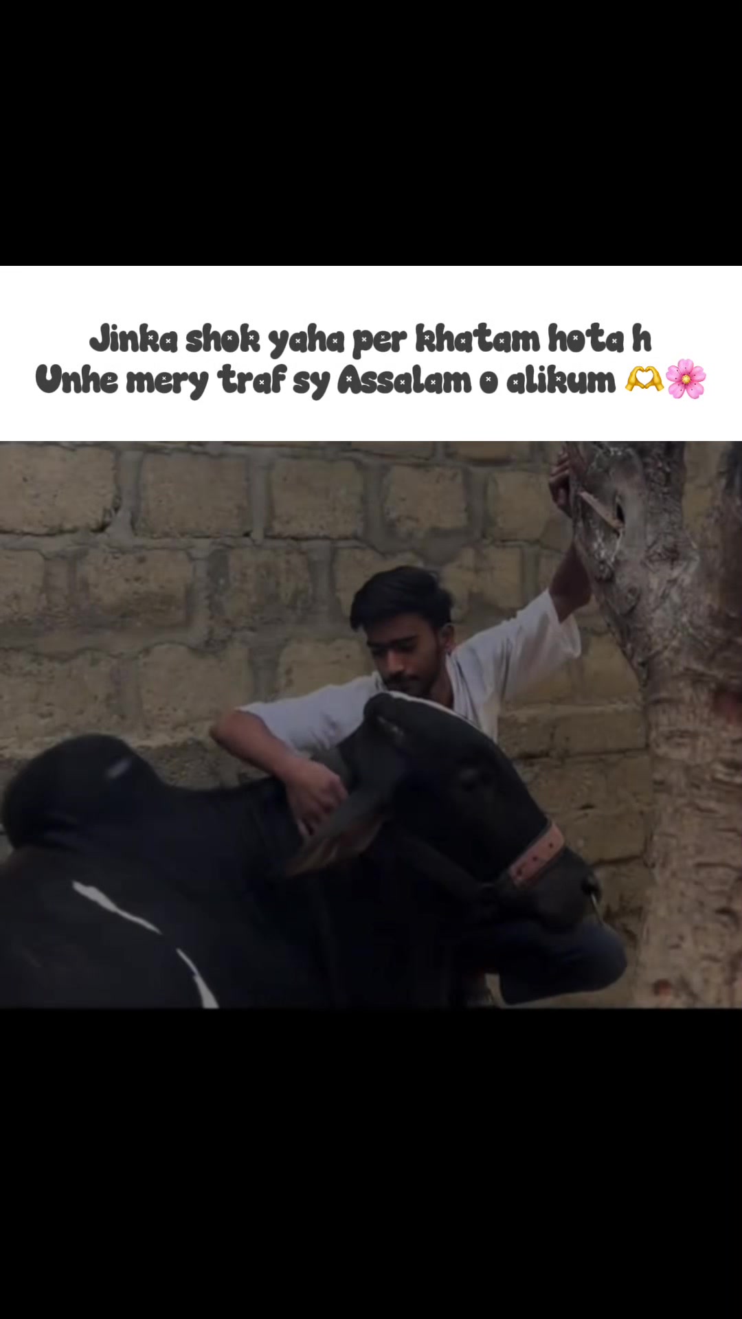 @Cattle_Guy’s