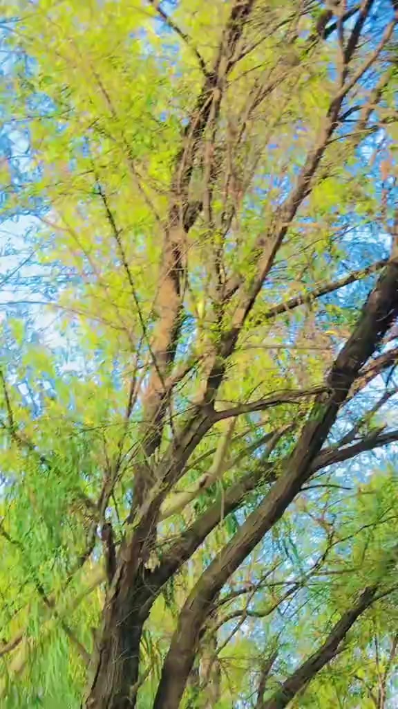 @🍂عادل کھنڈی وال🥷
