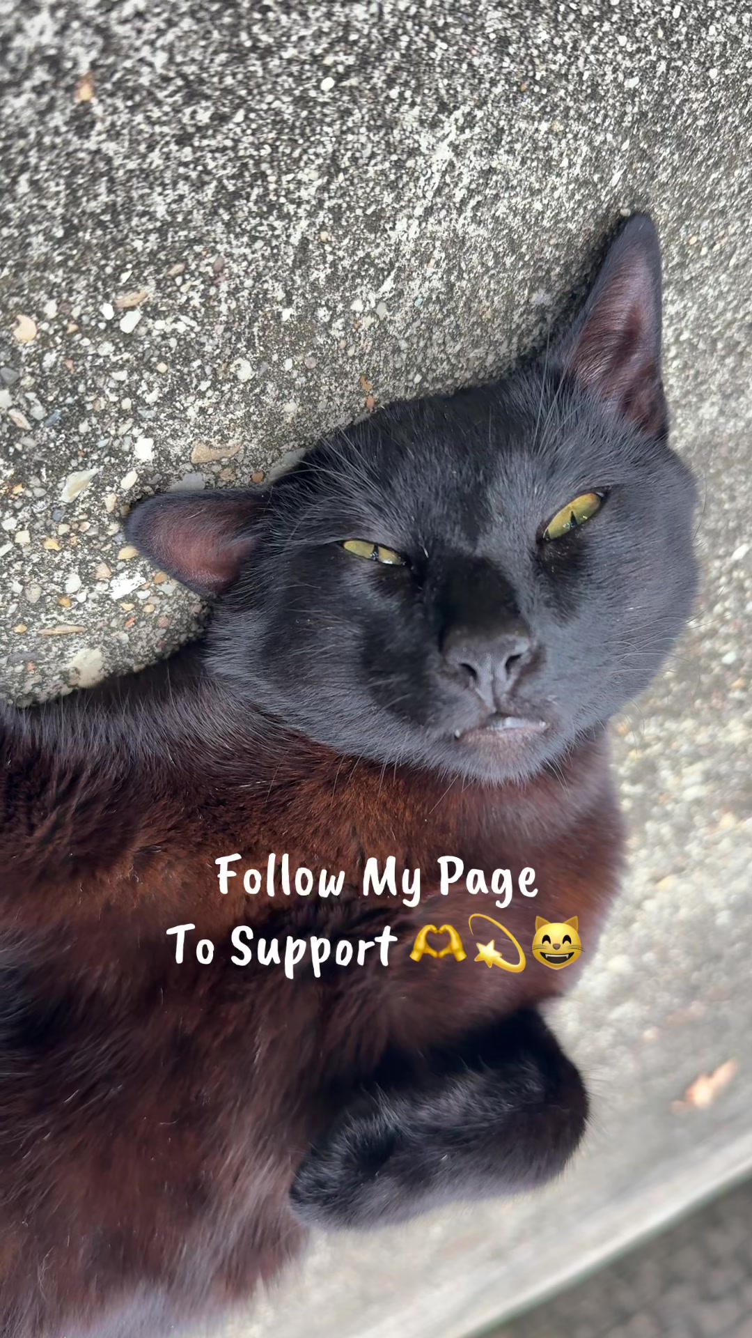 @Shiva The Forest Cat
