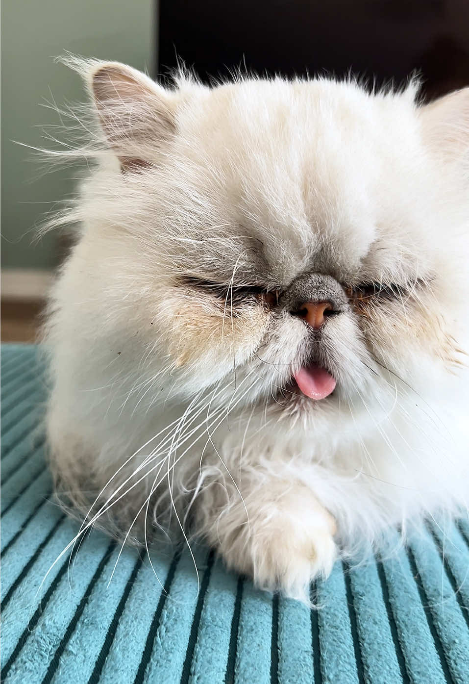 @Dutchkittycat
