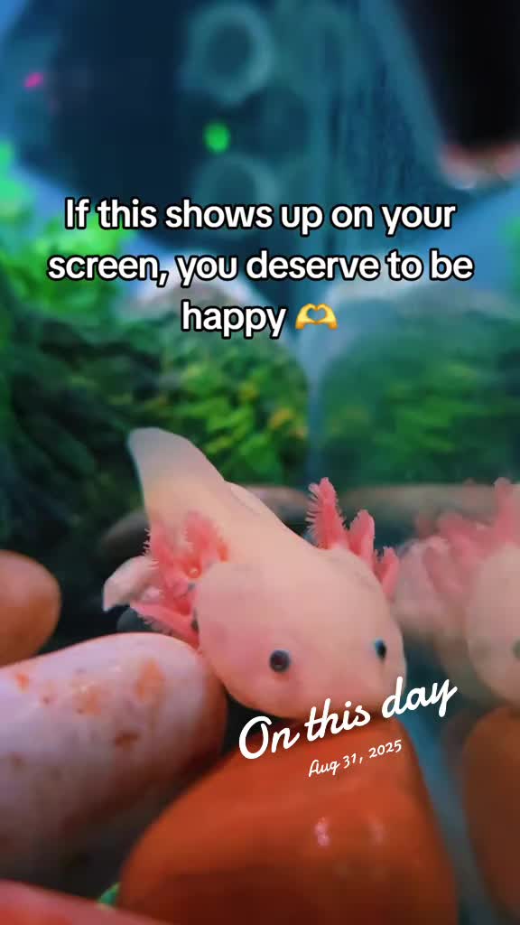 @Eli and Axolotl City