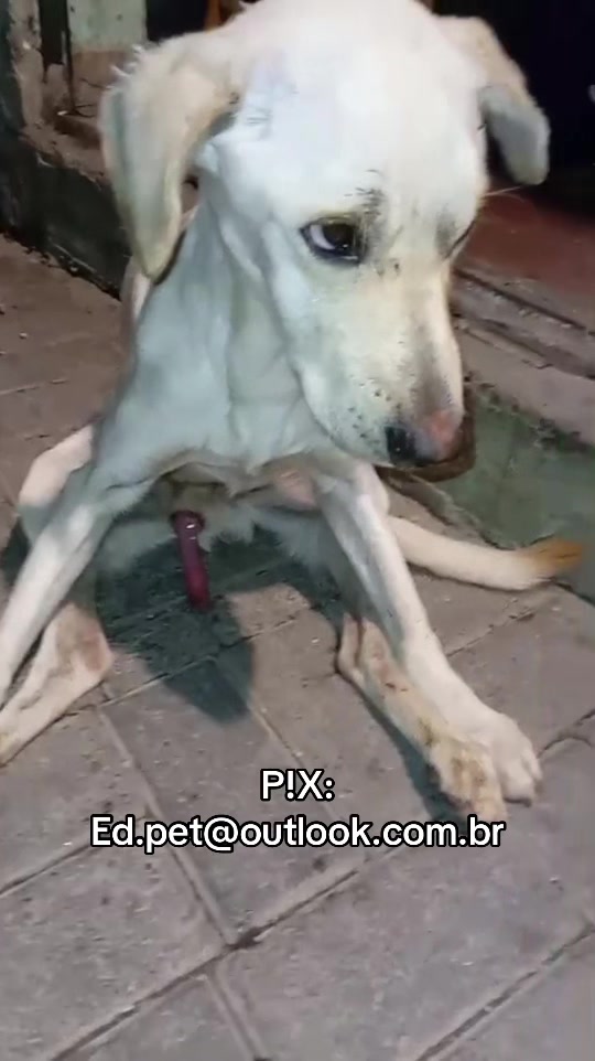 @Ed&ensp;pet