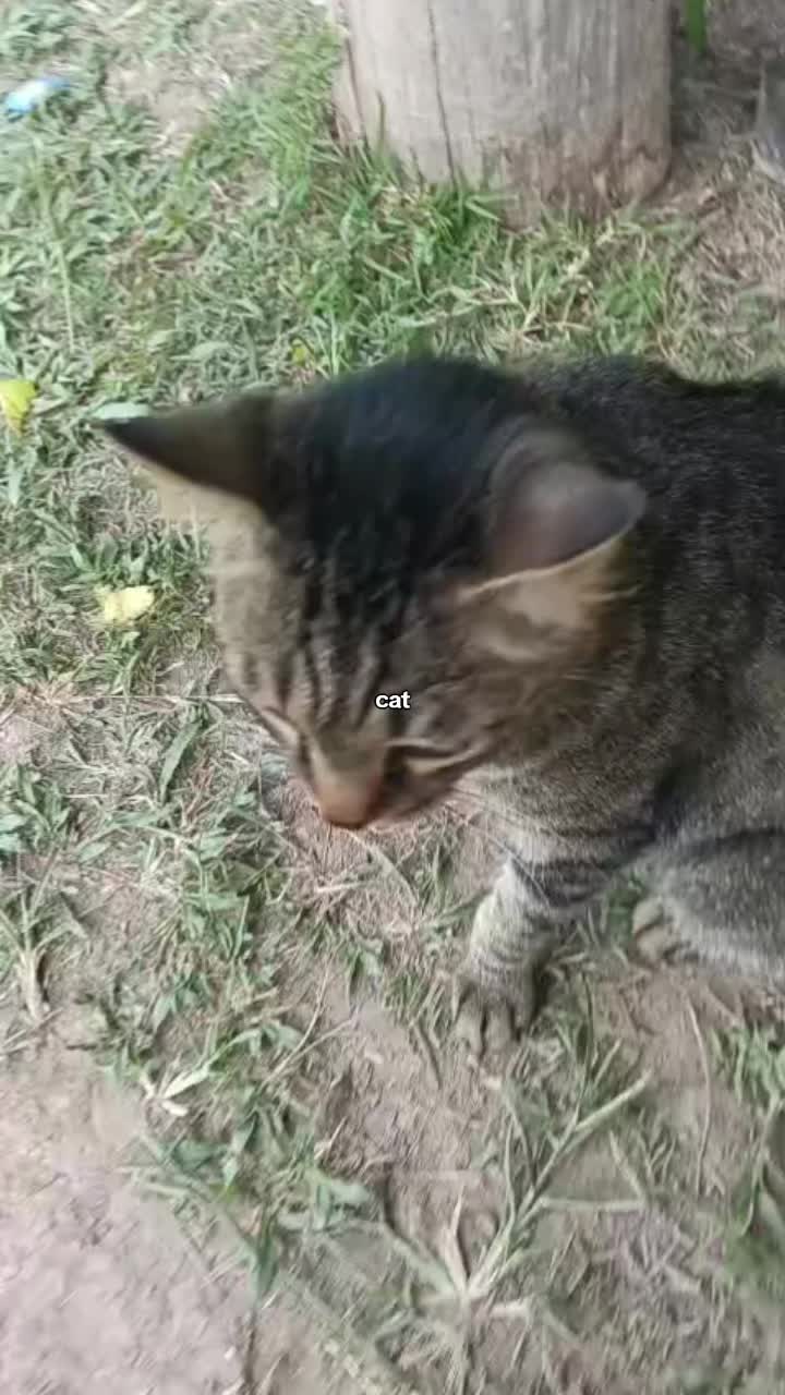 @🌺🇲🇾♬♫◅✹ᴄᴀɴᴅʏʏᴜʜʜ✹▻♬♫🇲🇾🌺
