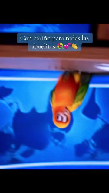 @Mango 🦜La cotorra solar