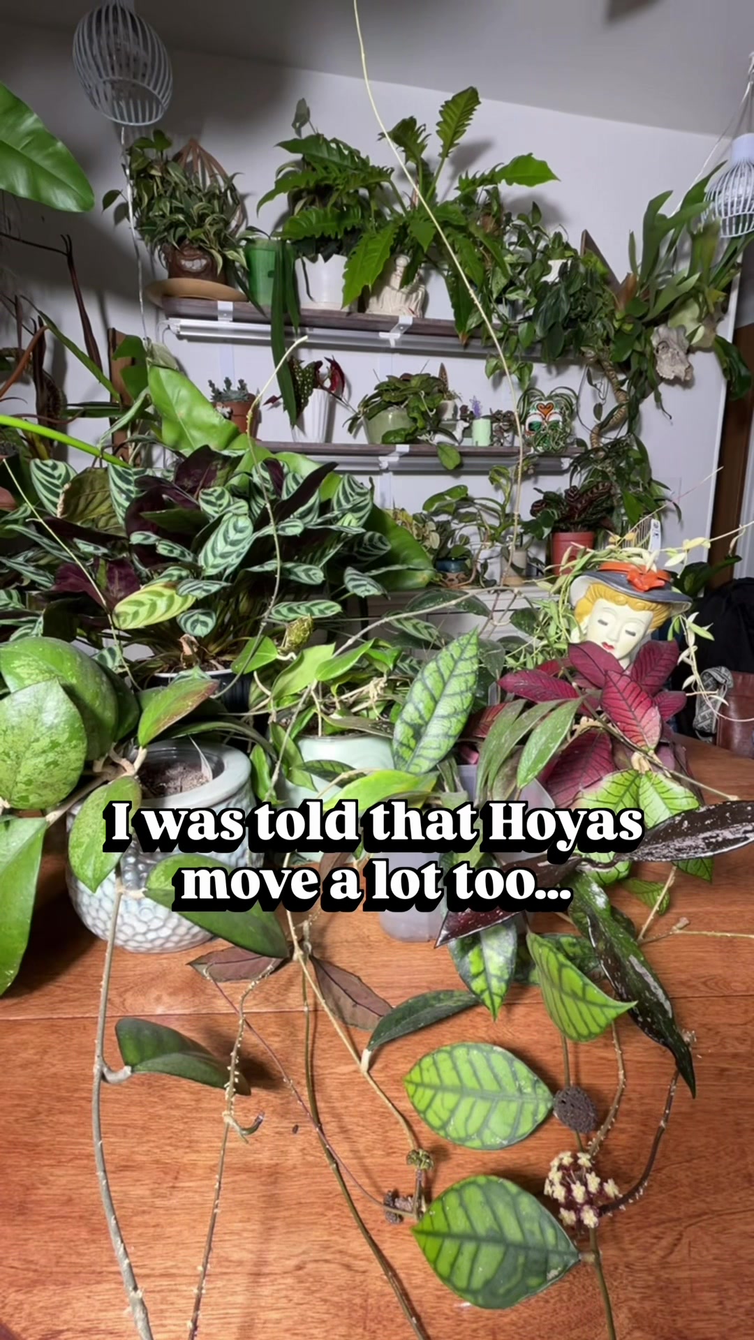 @Pothosiblyaboutplants