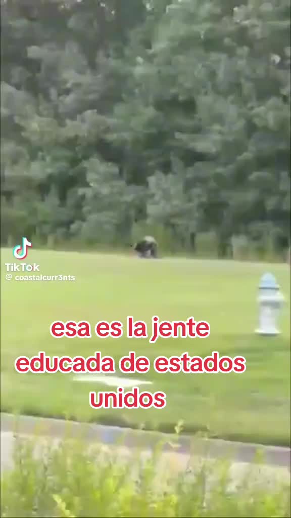 @Gaviota777