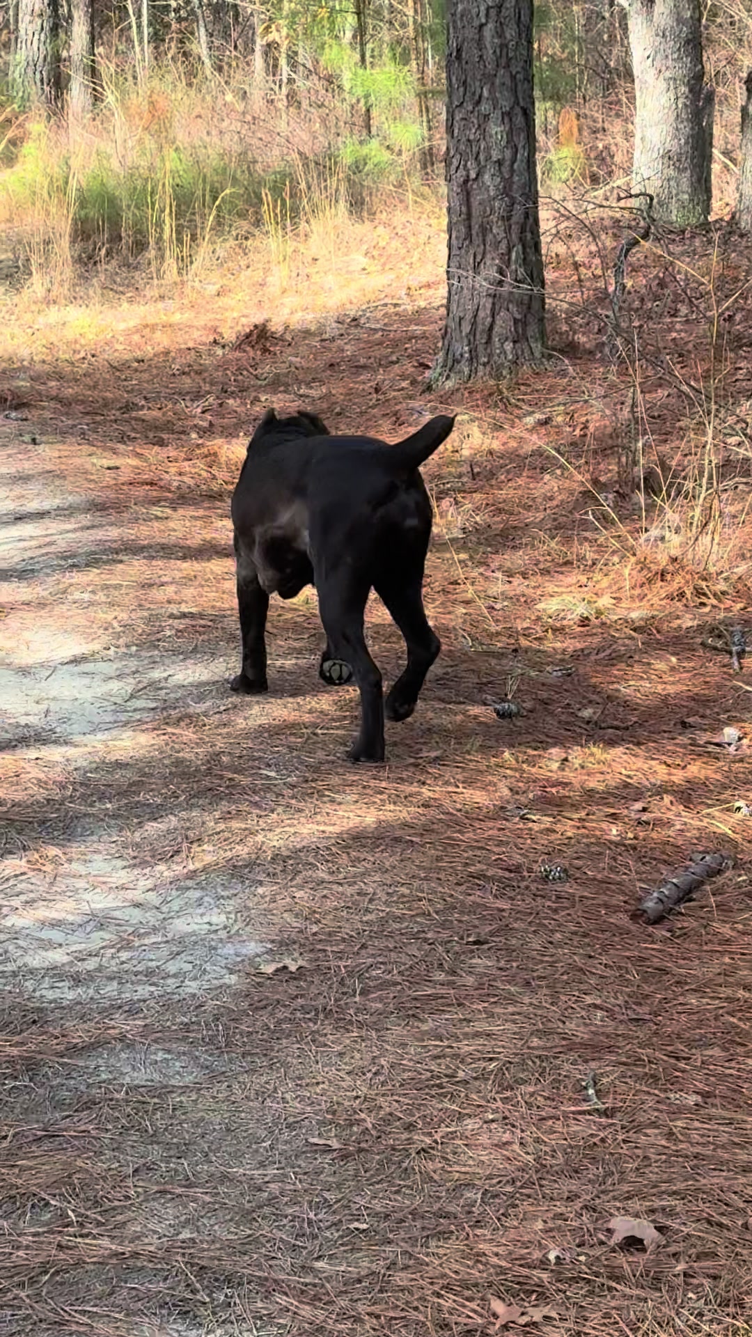 @Irongates Canecorso