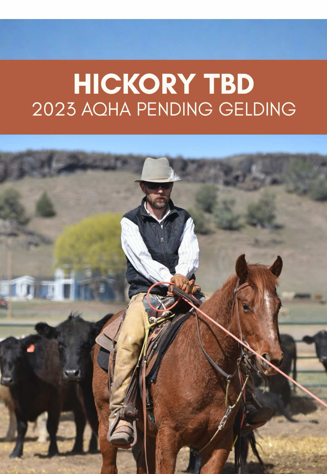 @Big Sky Horse Sales