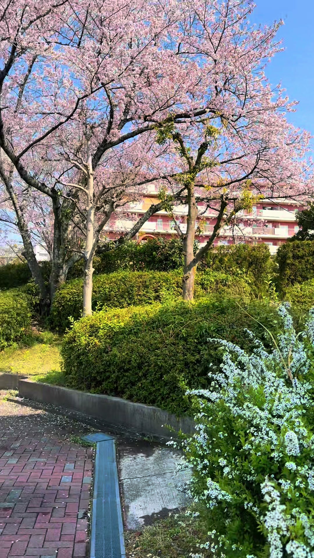 @🇧🇷꧁💫J͙U͙L͙I͙A͙N͙A͙💫꧂🇯🇵