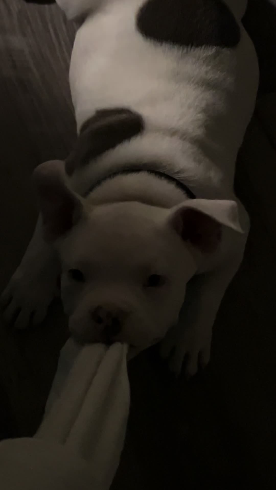 @kingsbullys