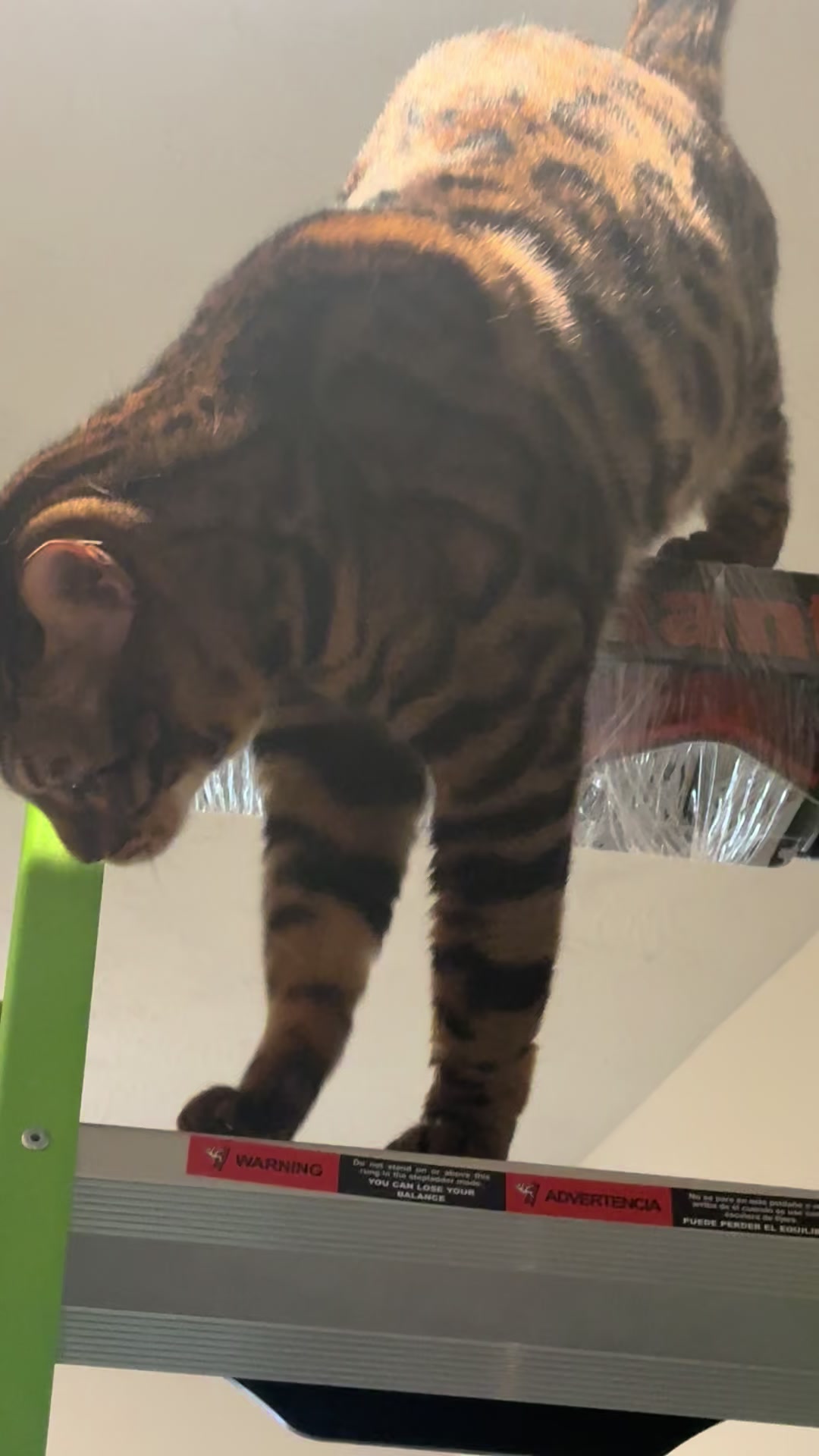 @Tiny Leopard Cats