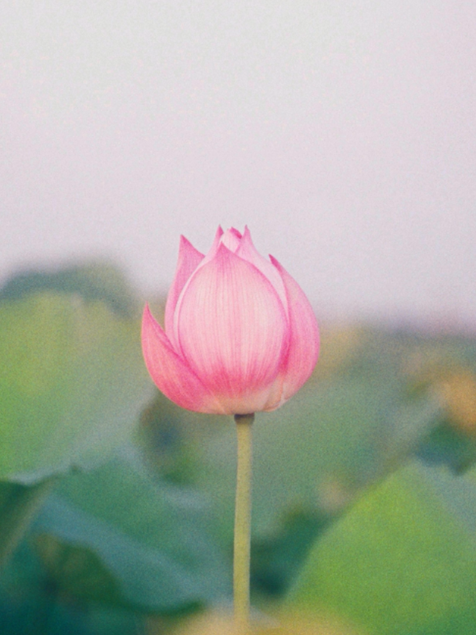 @theyearning.archive