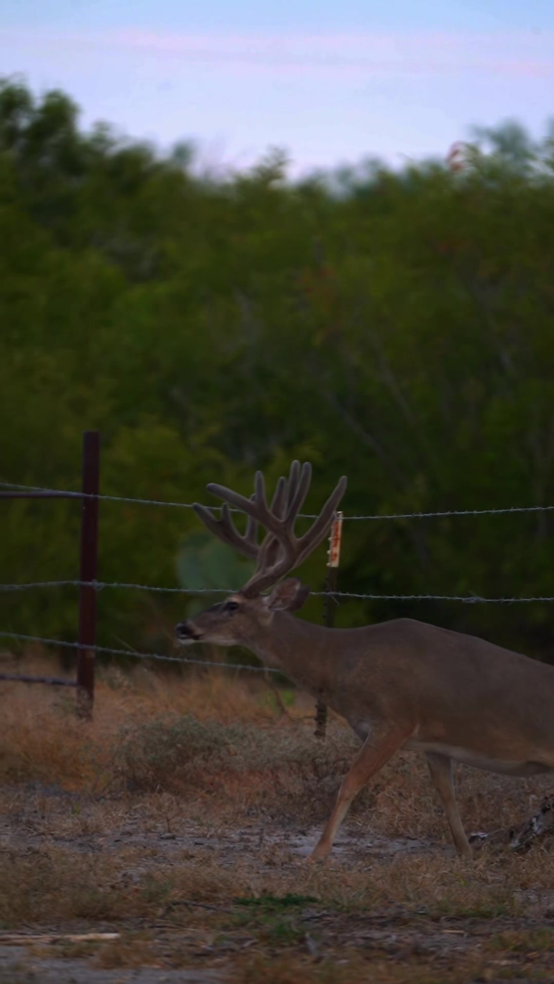 @South Texas Whitetails