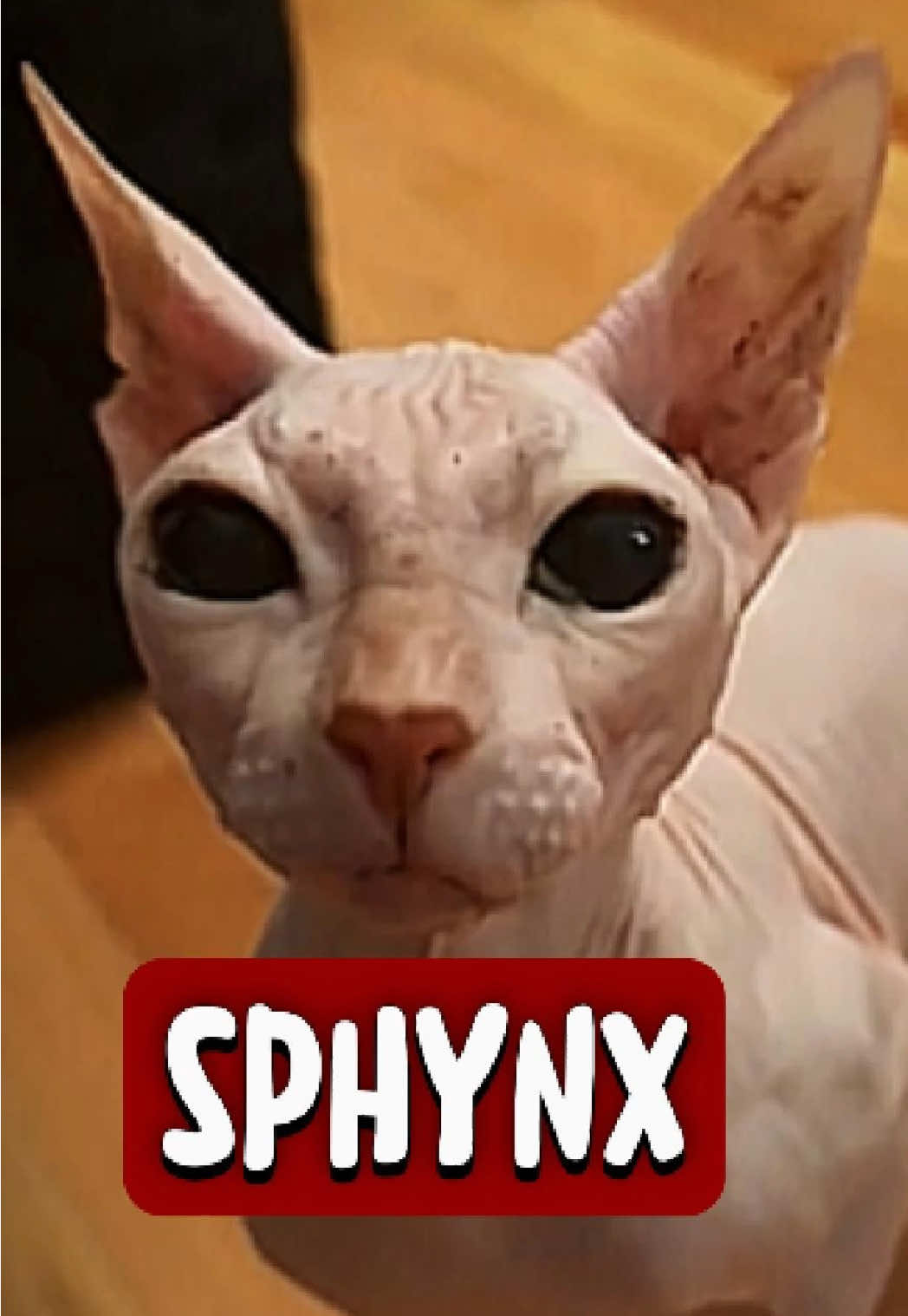 @RichyAnimals