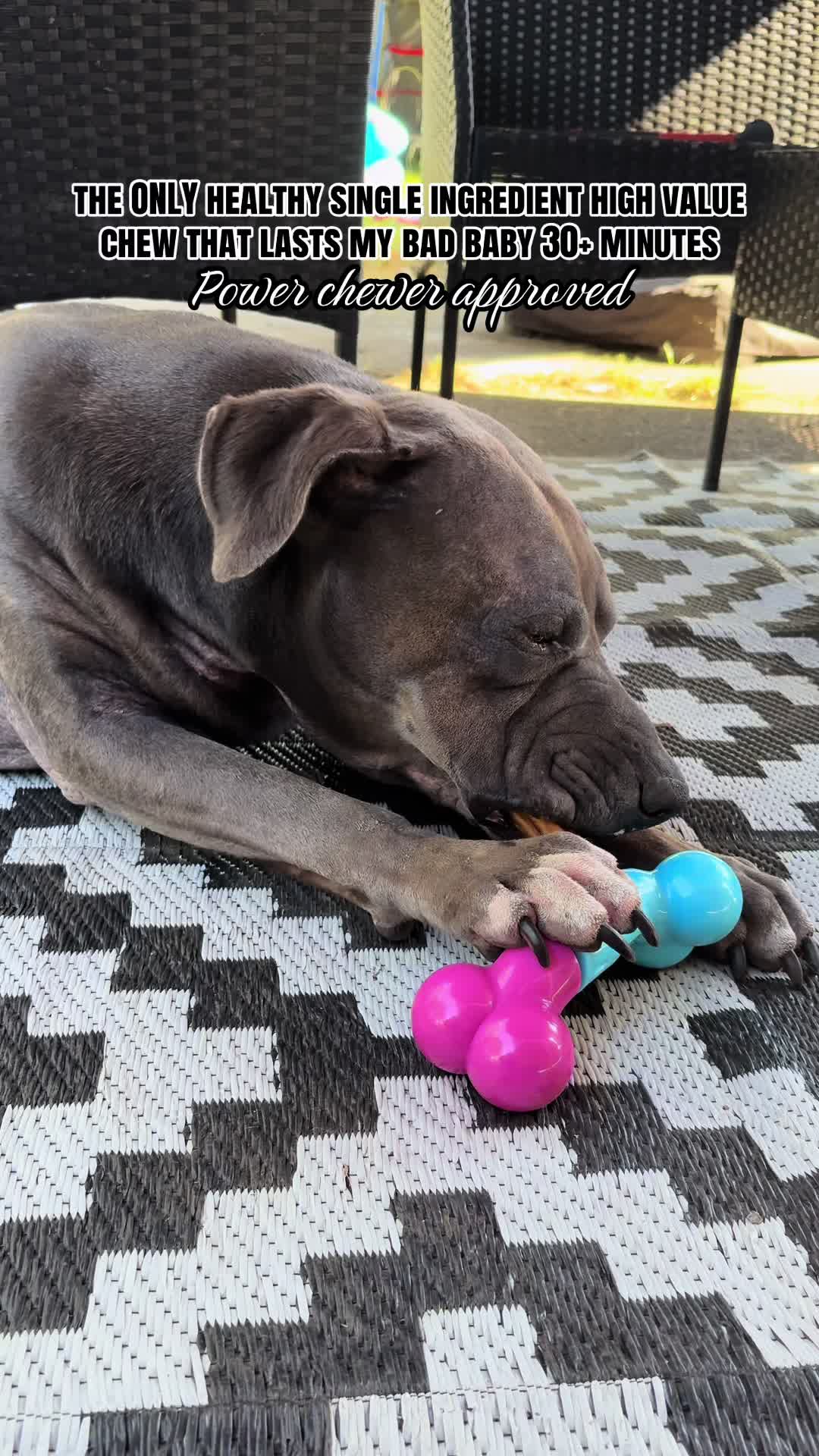 @kai&bull;thedogmother🐾