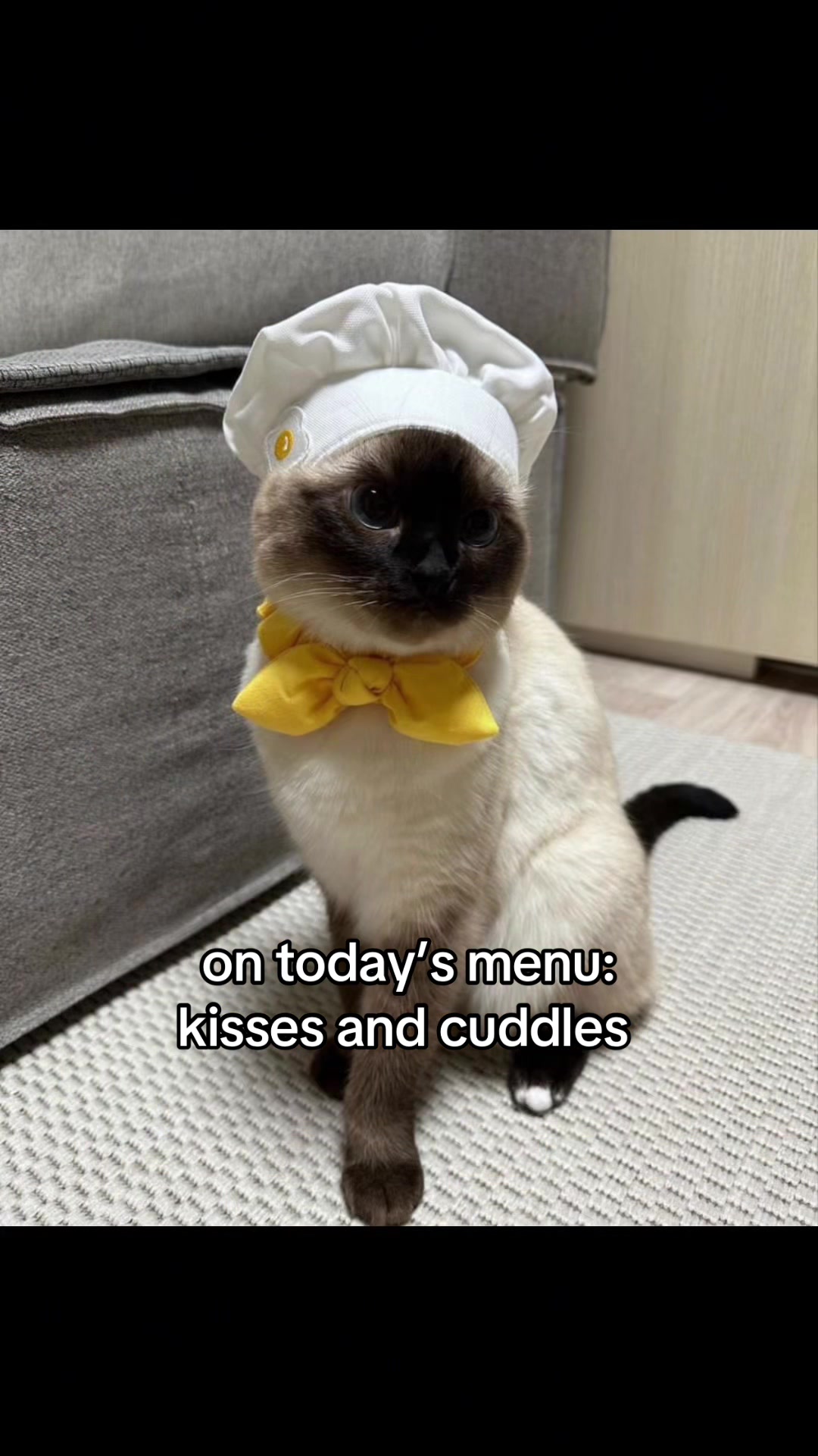 @meowconcept