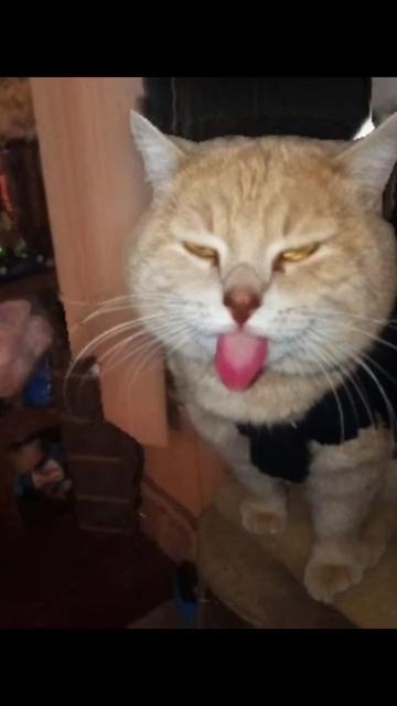 @Sweety🐝& Angel BabyCat
