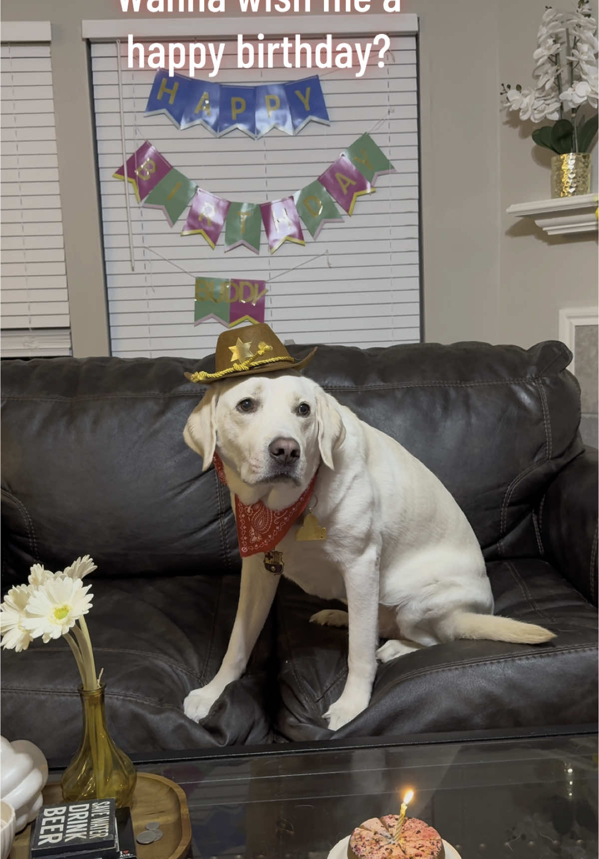 @Buddy_the_lab