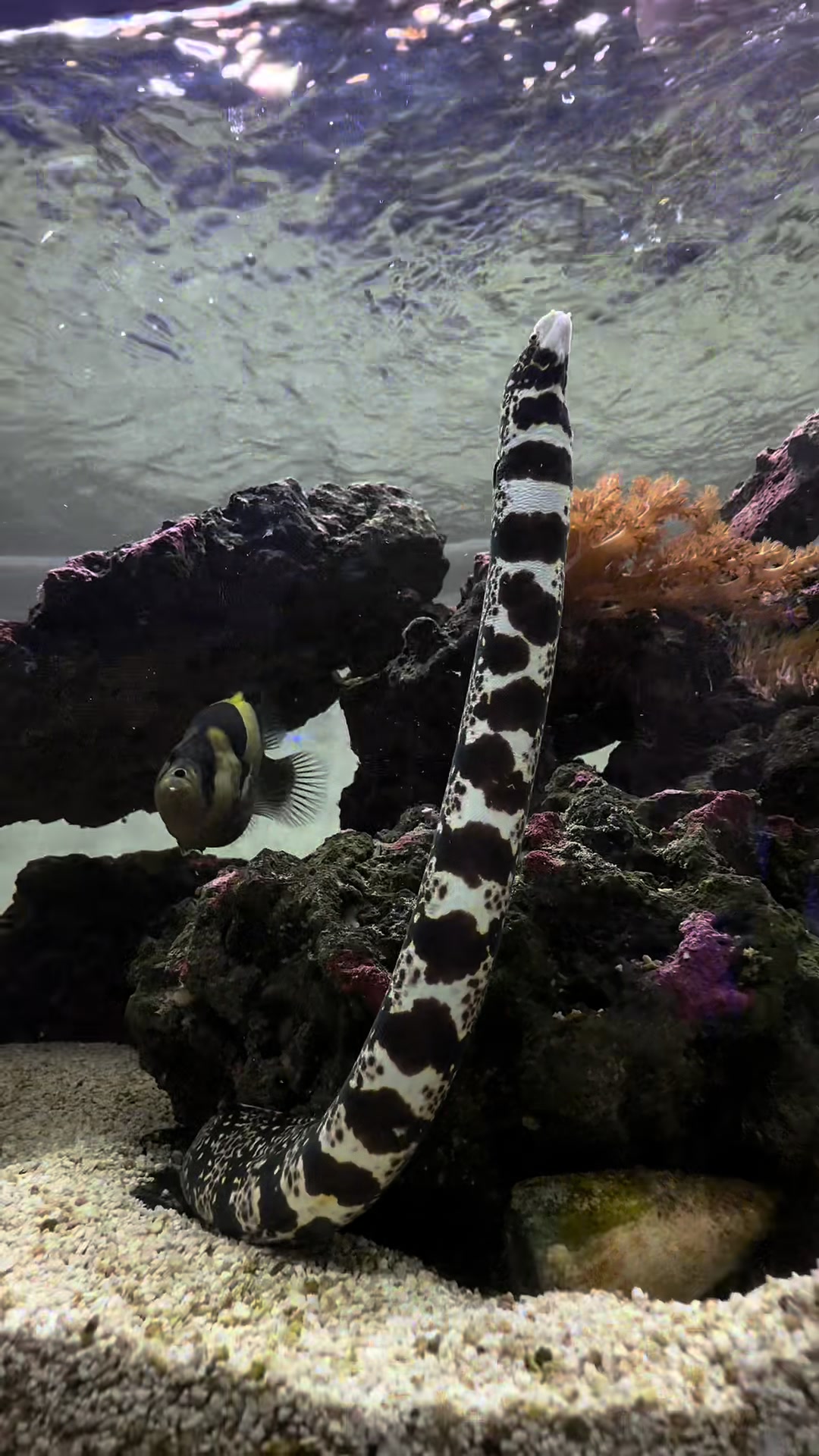 @ReefSync