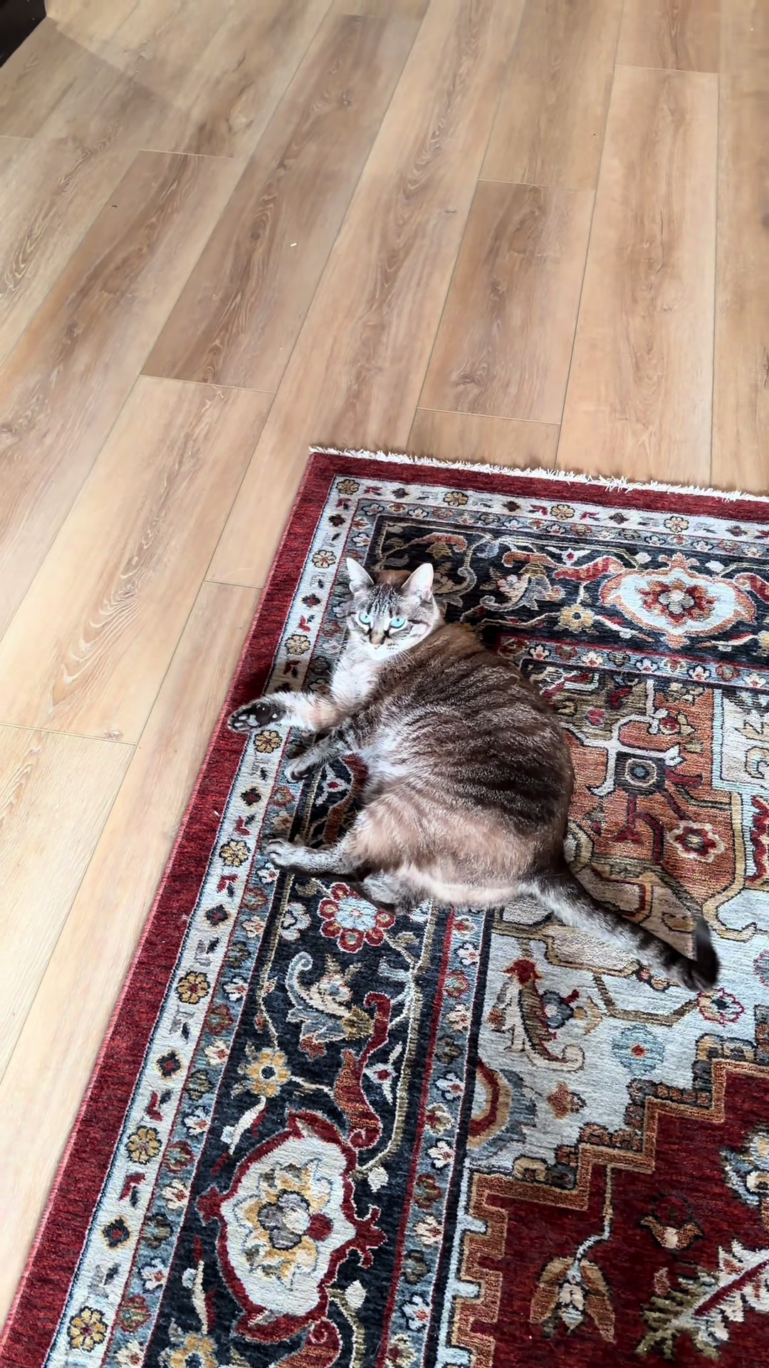 @PepperTheCat