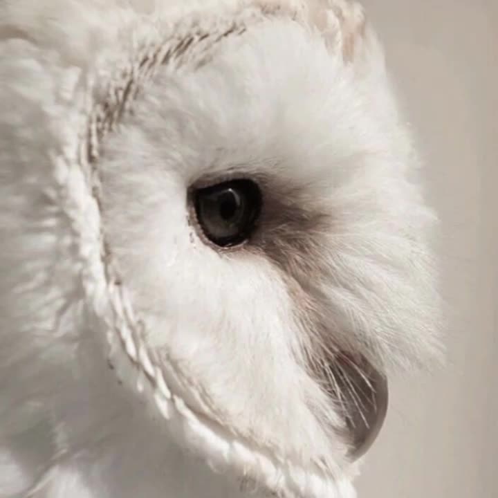 @ׄ ७ __🌷 ɦᥲᥒᥒ&iota;ᥱ ᵎᵎ࿁ .