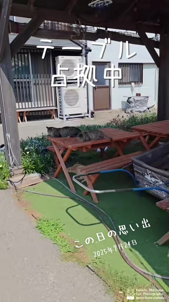 @猫写真家 森永健一