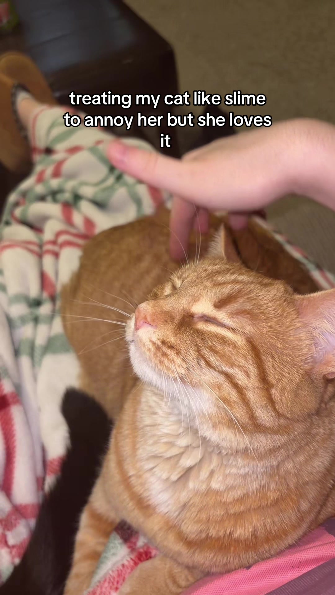 @Pickle 🐈⬛ & Izzy 🐅