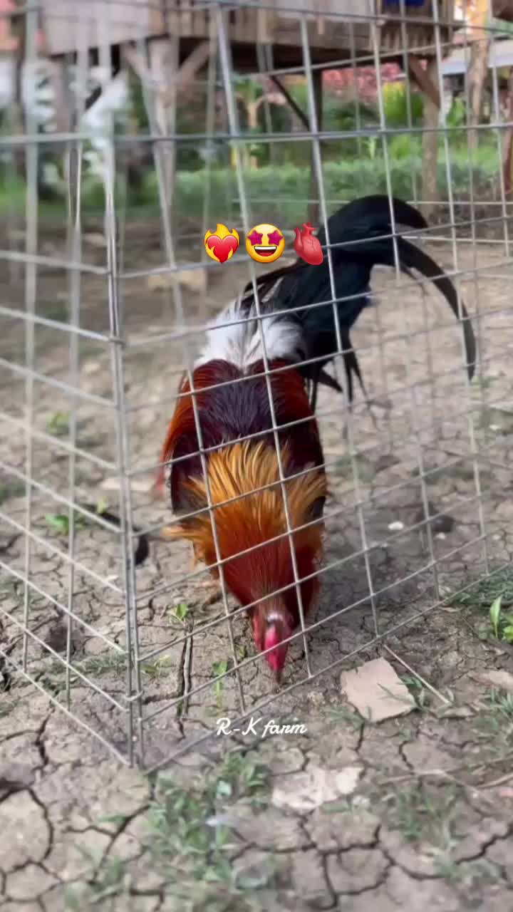 @R-K. FARM (MDR)