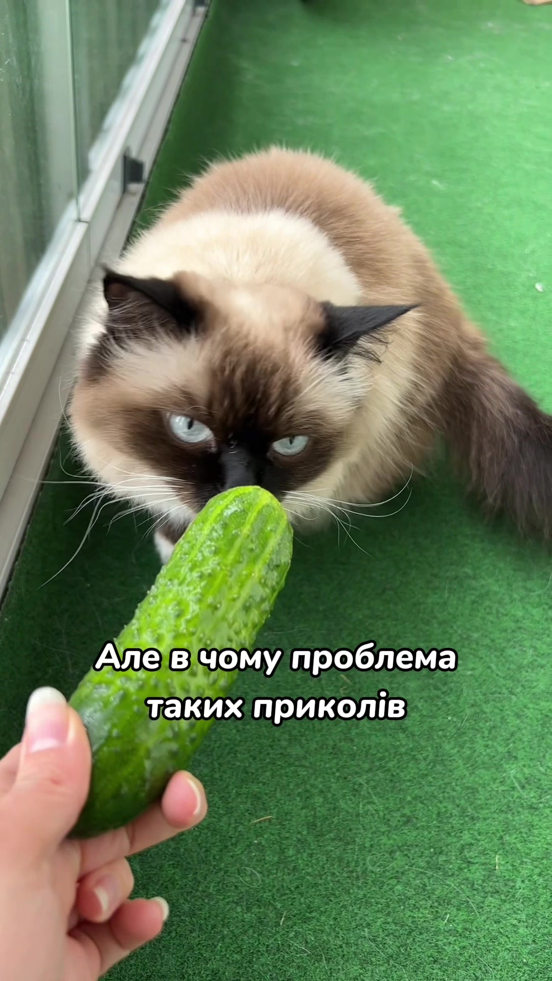 @Місс КІСЯ