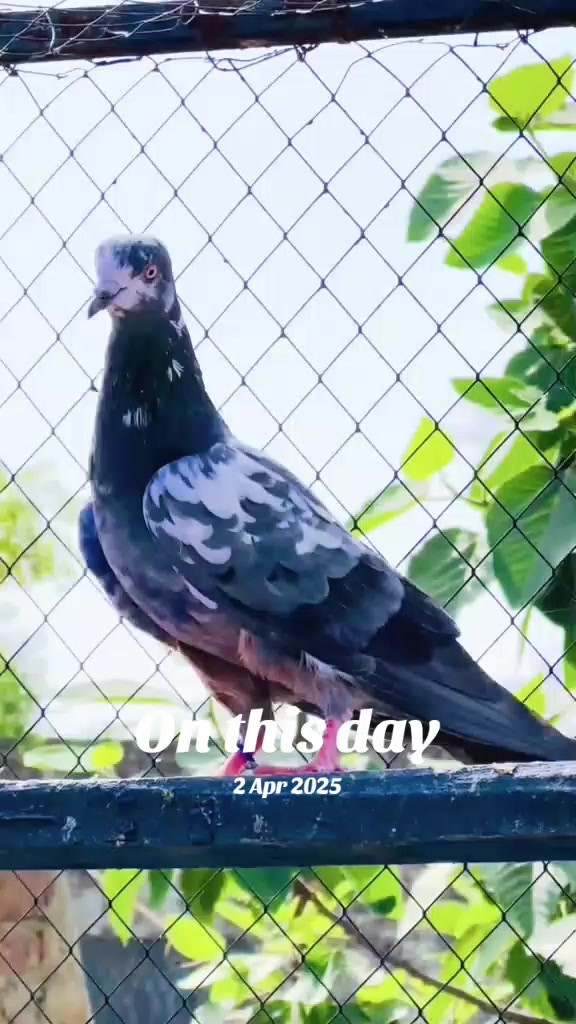 @💸عبدالرحمن جھنڈیوال🦅