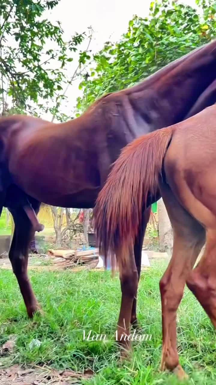 @horsebreeder