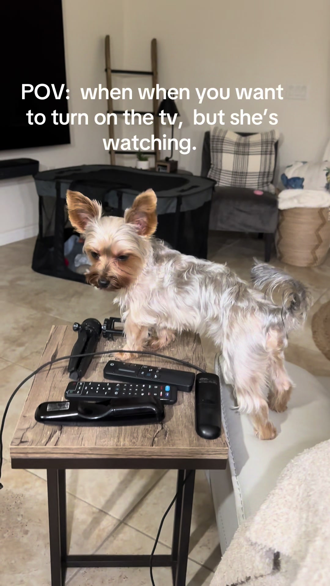 @Penny the Yorkie