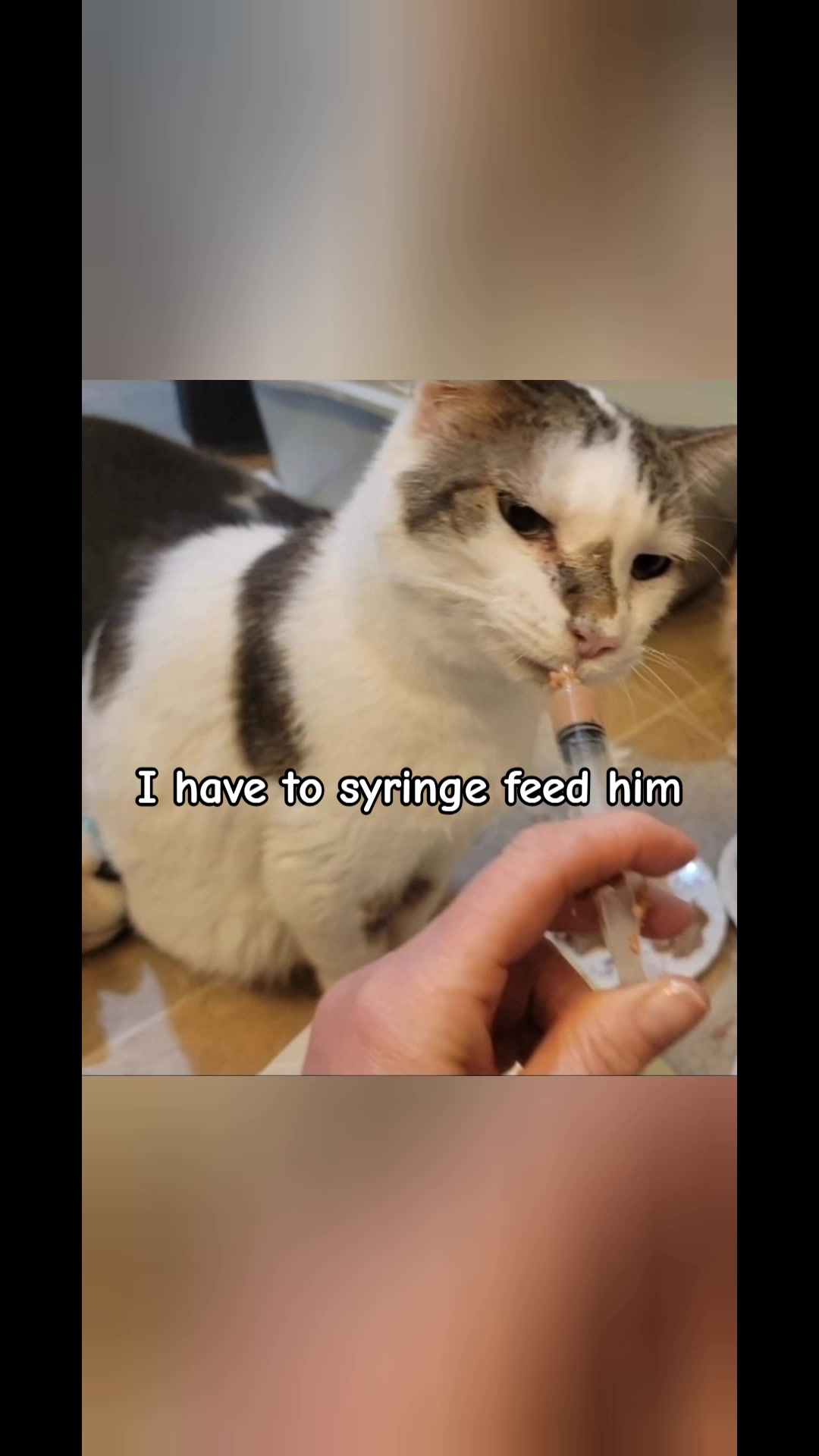 @No More Sad Kitties