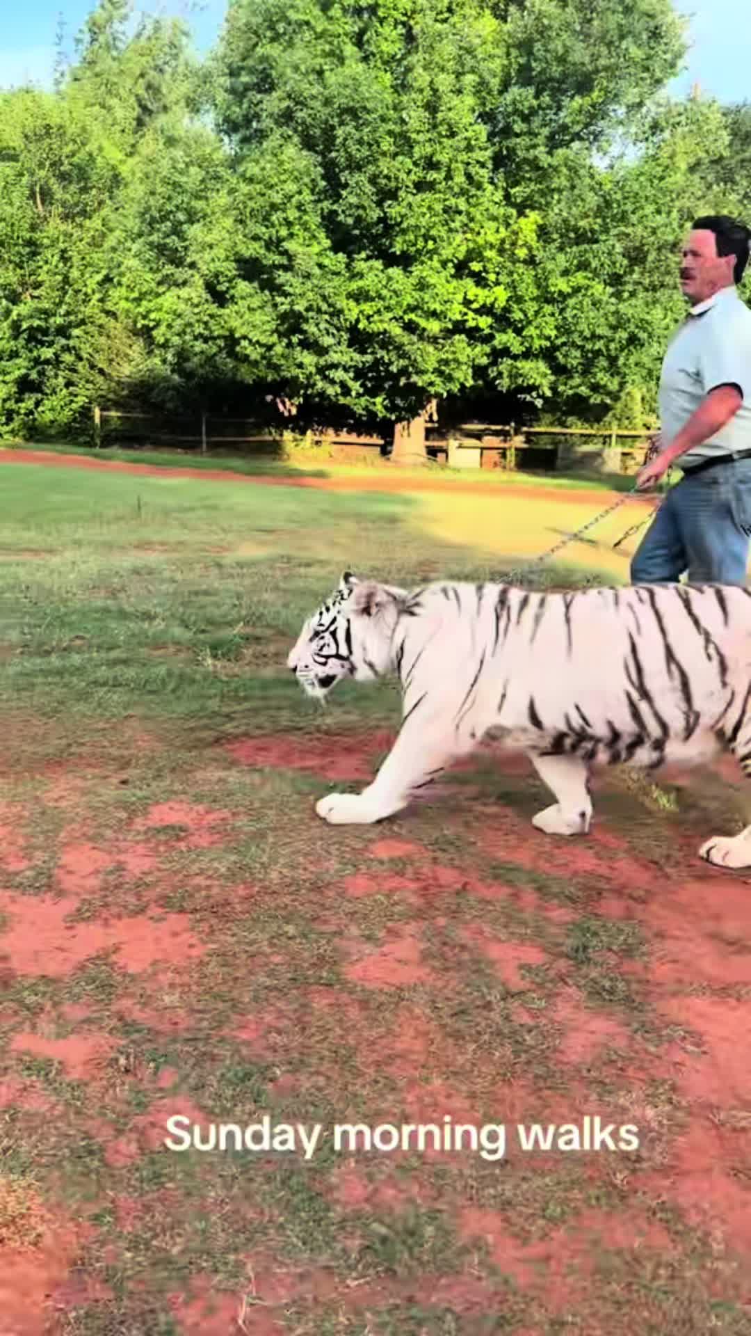 @Tigersafari