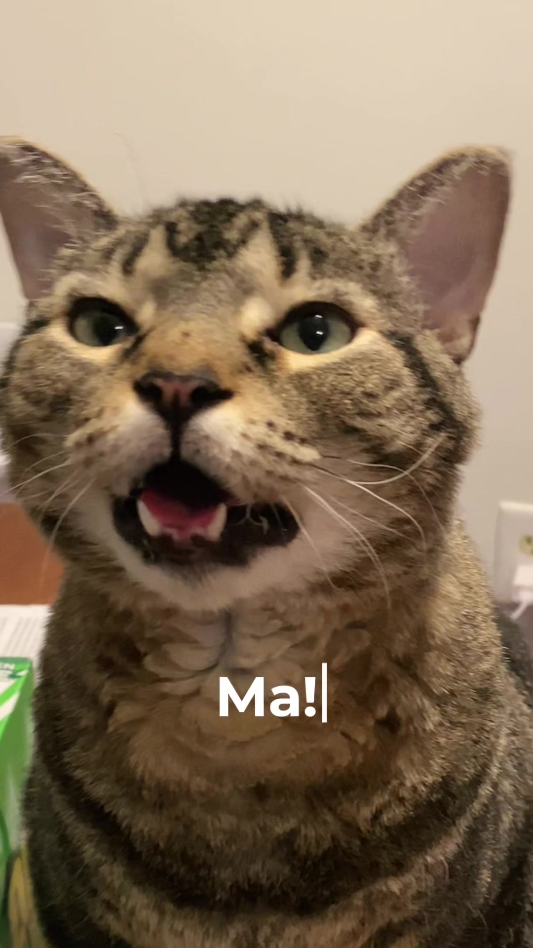 @Noctua Cat Enrichment