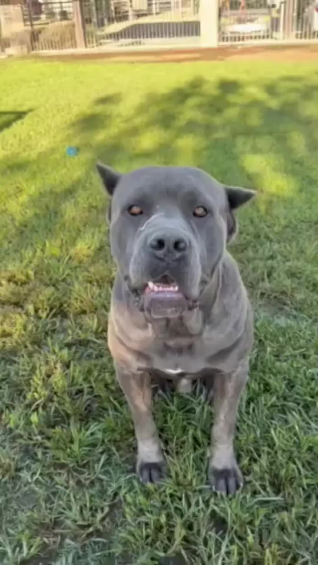 @Cane Corsos