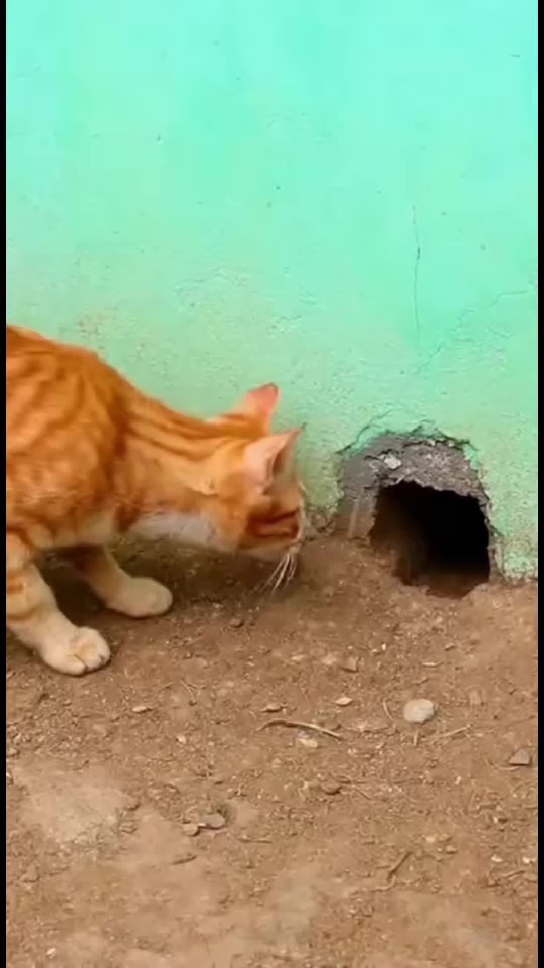 @سيناريو سريع😹