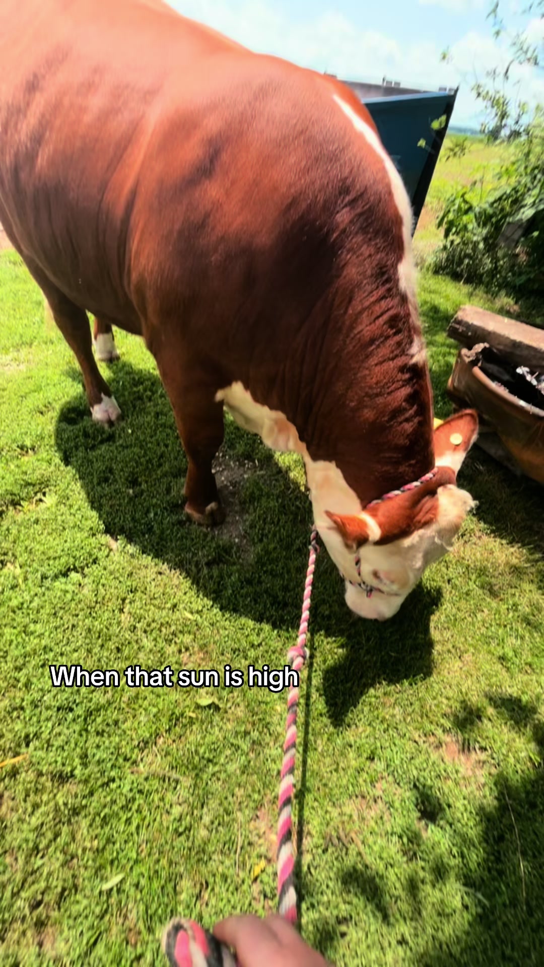 @Sylvia🐄