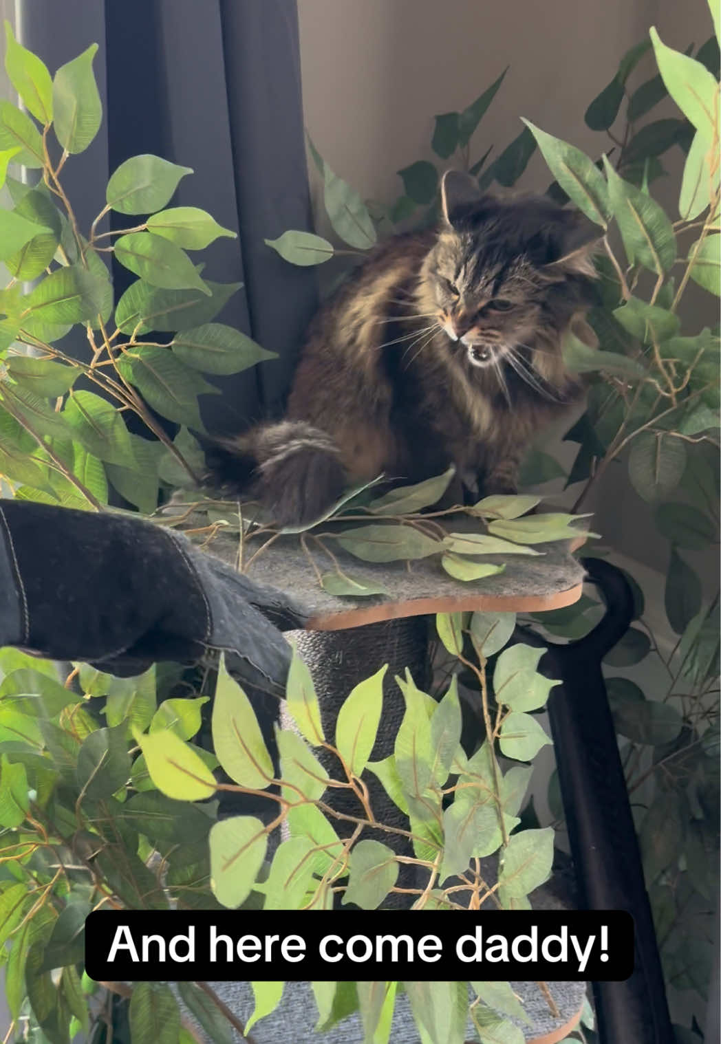 @RoxySnowballCatDrama