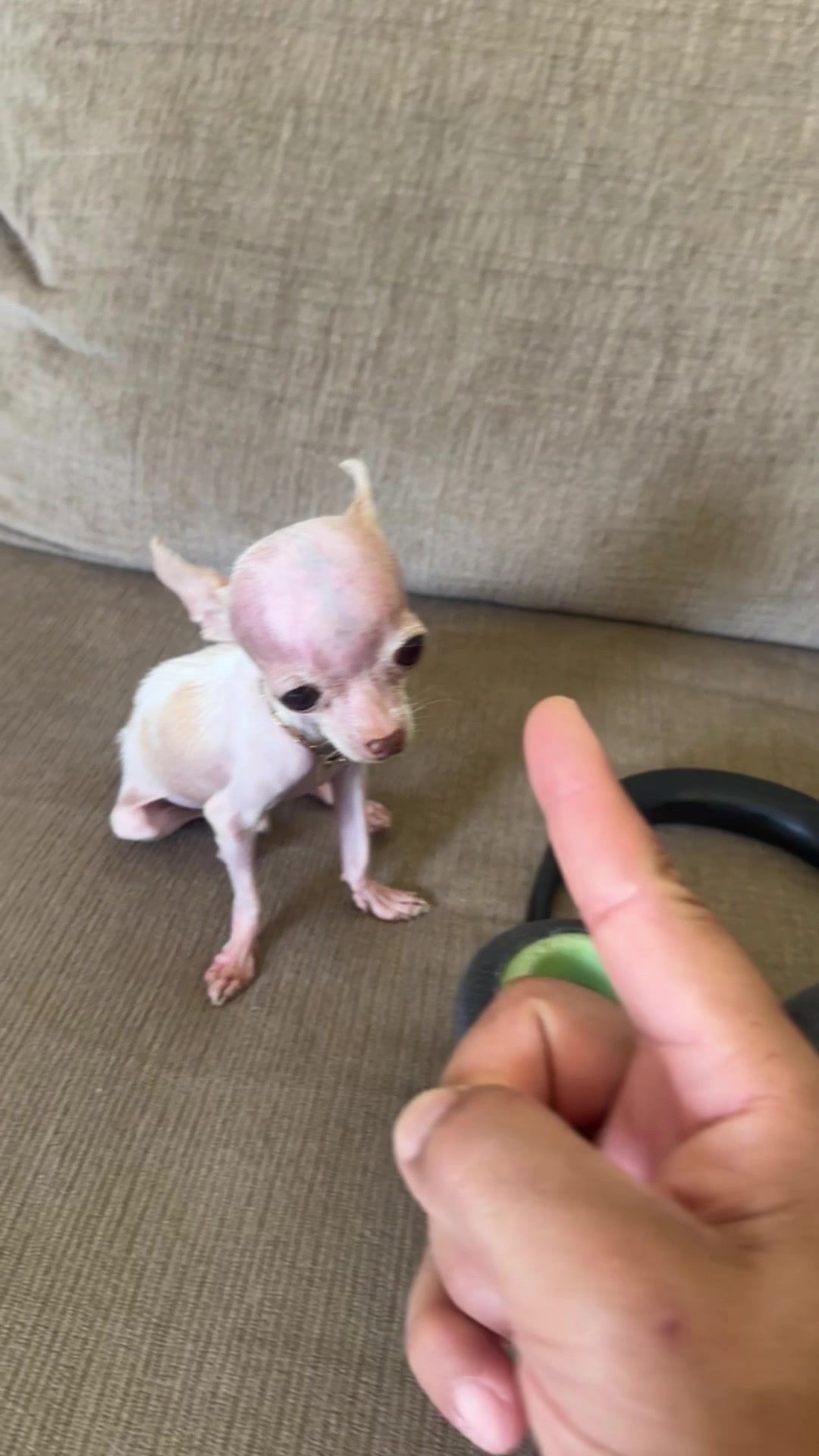 @mini.mew.offical