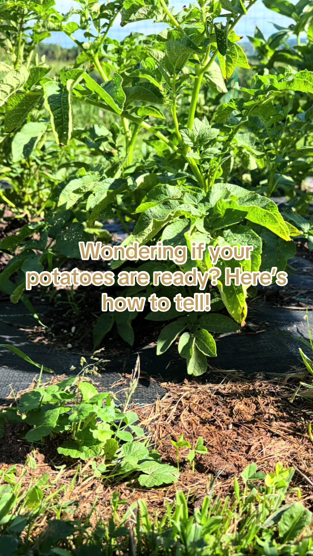 @Resistance Homesteaders