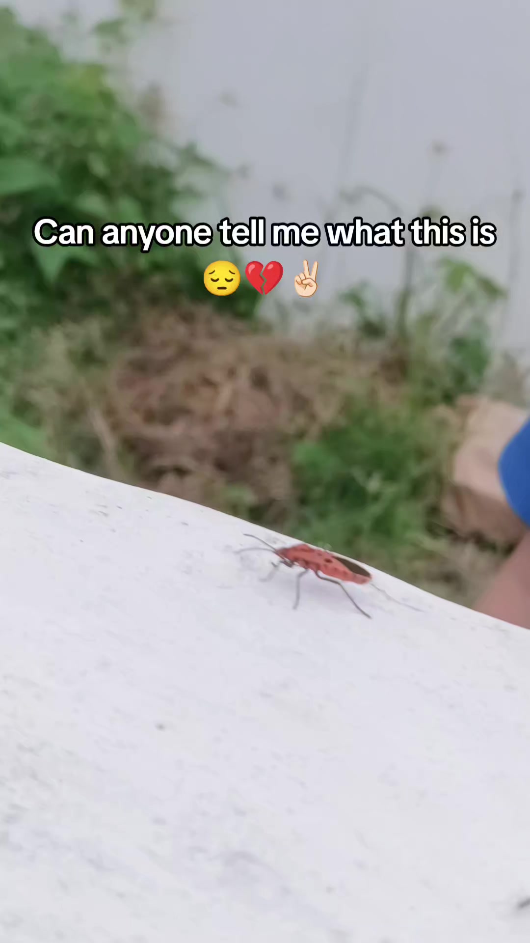 @𝓩𝓪𝓬𝓬 🌸