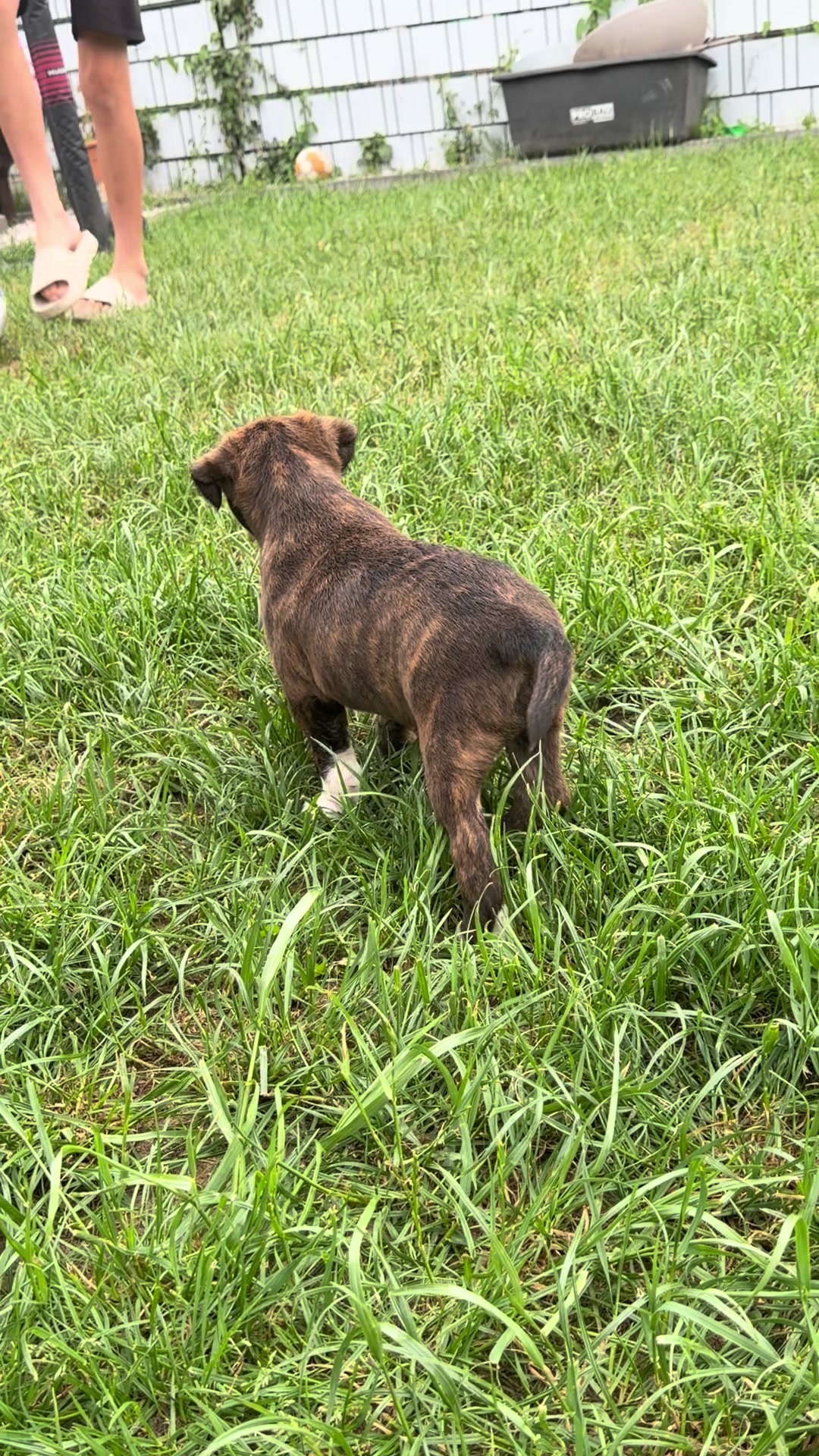 @big_muscle_bullys