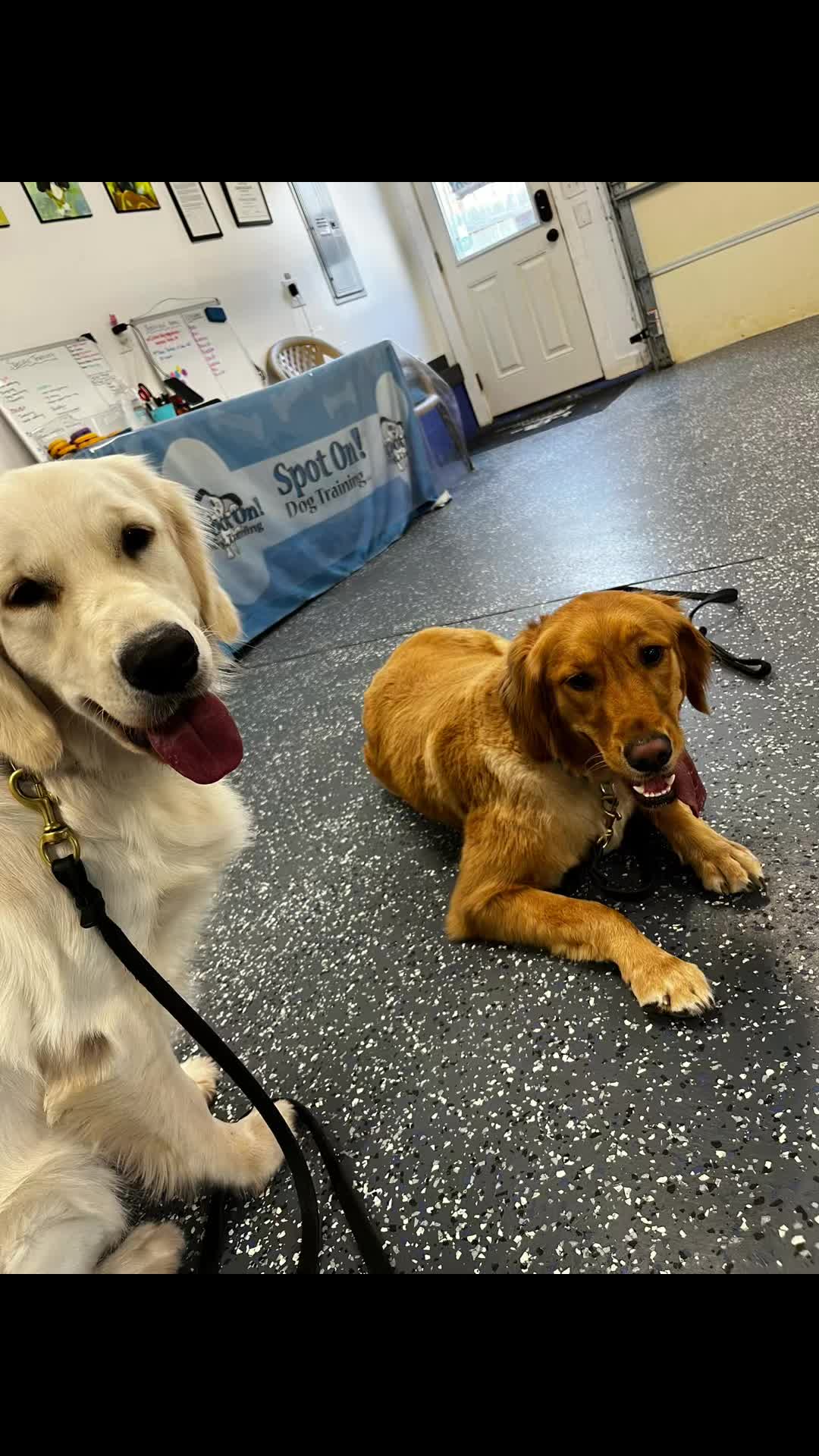 @Jay TheDog Trainer